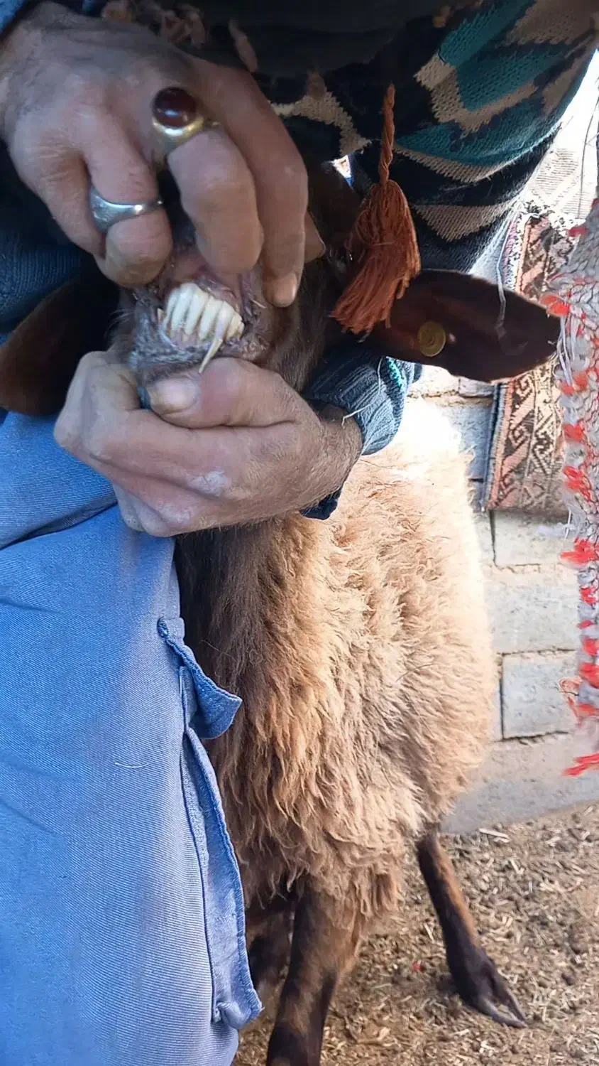 میش افشاری|حیوانات مزرعه|فردوس (خراسان), |دیوار