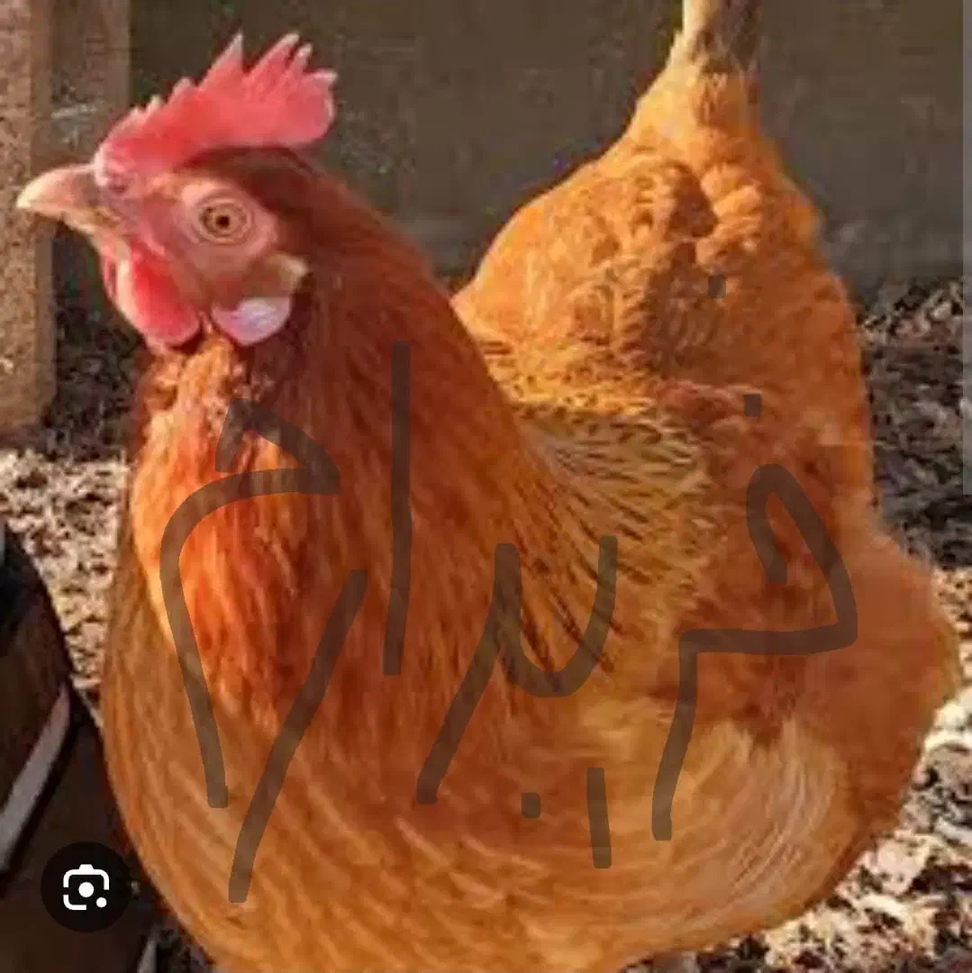 مرغ محلی تخمگذار|حیوانات مزرعه|میانه, |دیوار