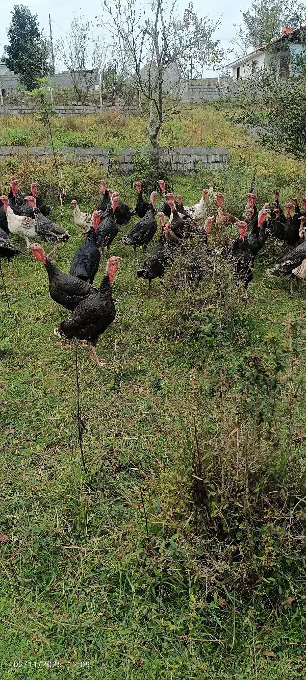 بقلمون|حیوانات مزرعه|سیاهکل, |دیوار