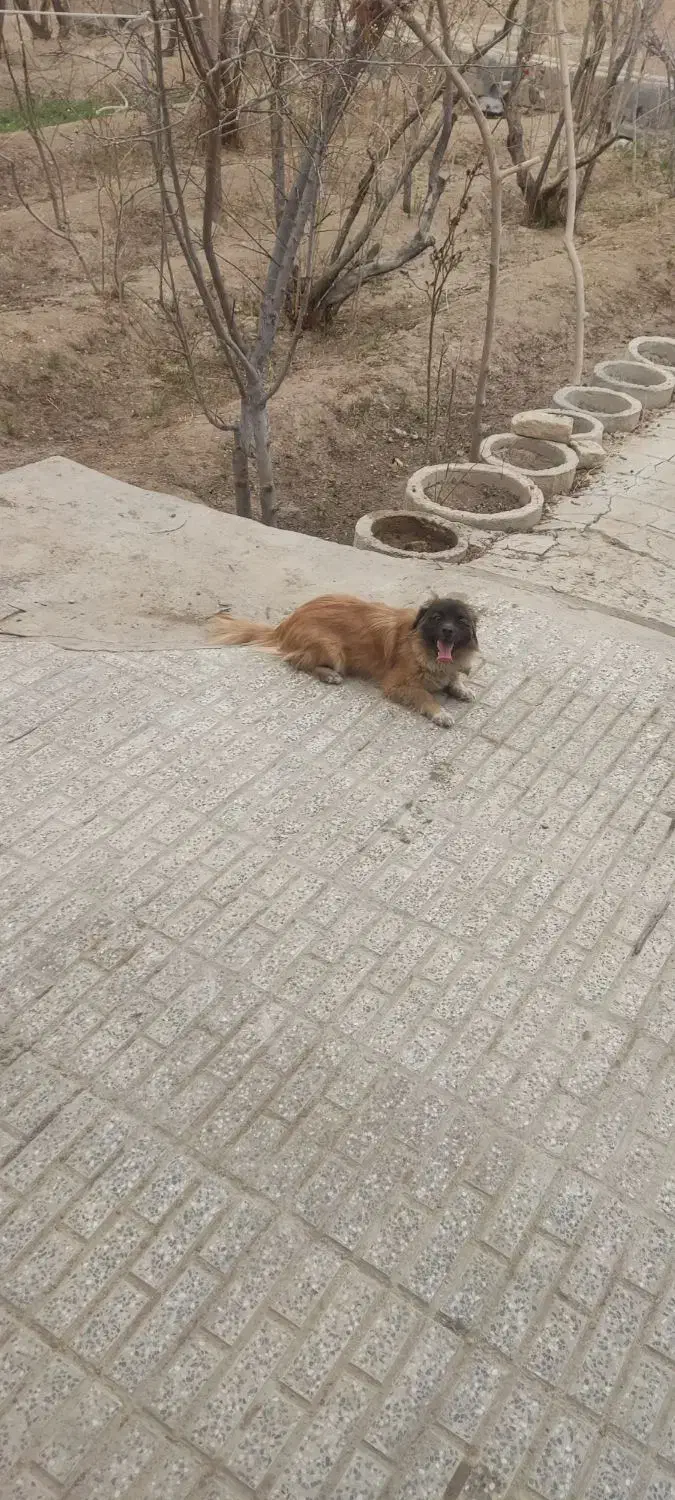 سگ پاپی|سگ|نجف‌آباد, طالقانی|دیوار