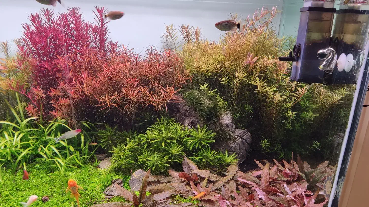 فروش گیاه آکواریومی|ماهی|بهبهان, |دیوار