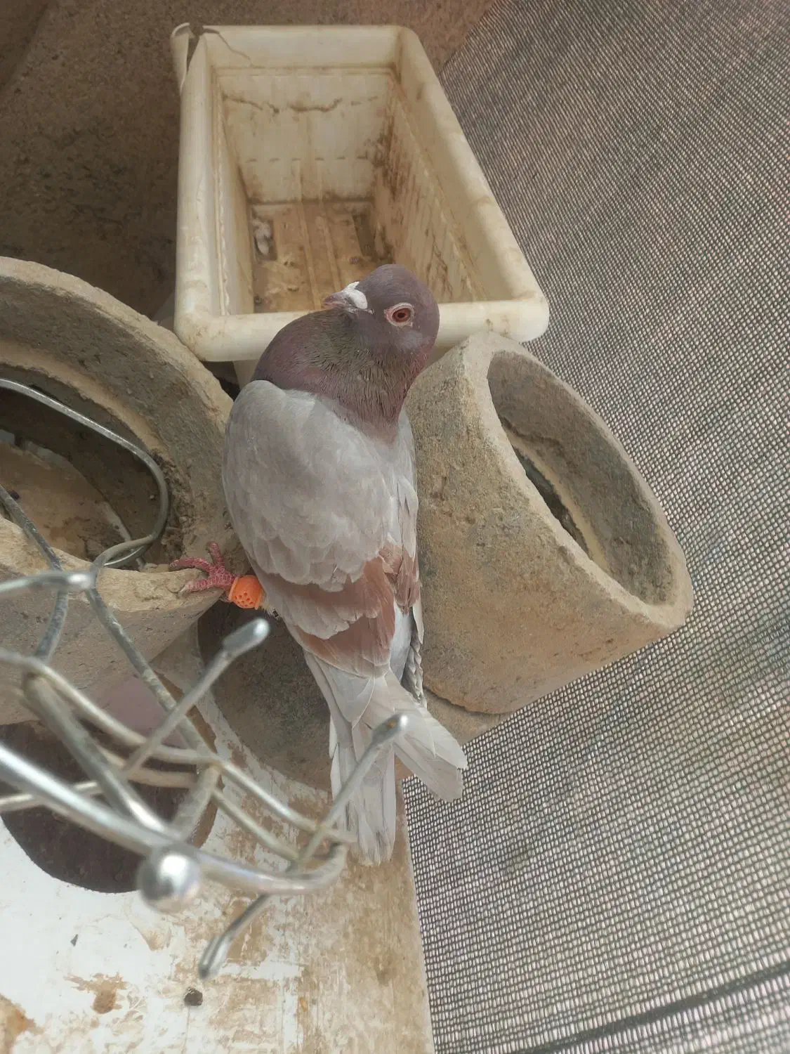 ۲ کفتر با هم جفتن|پرنده|قائن, |دیوار