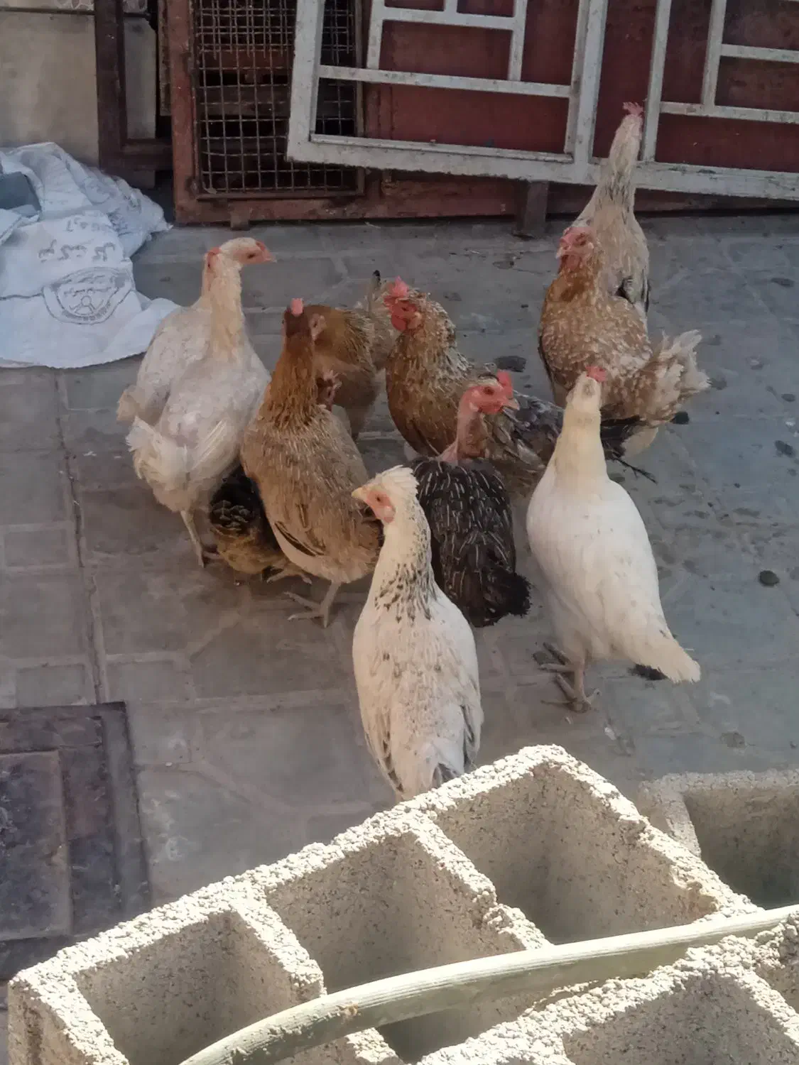 11عددمرغ محلی|موش و خرگوش|نرماشیر, |دیوار