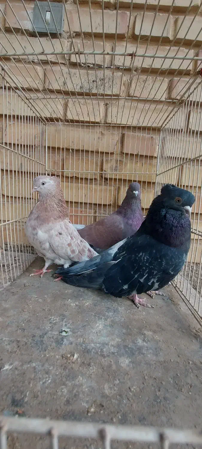 کفتر سرور و رنگی|پرنده|شاهرود, |دیوار