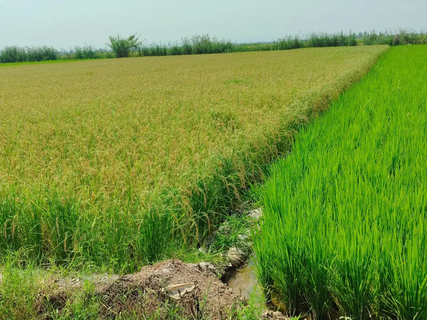 برنج طارم هاشمی|خوردنی و آشامیدنی|جویبار, |دیوار