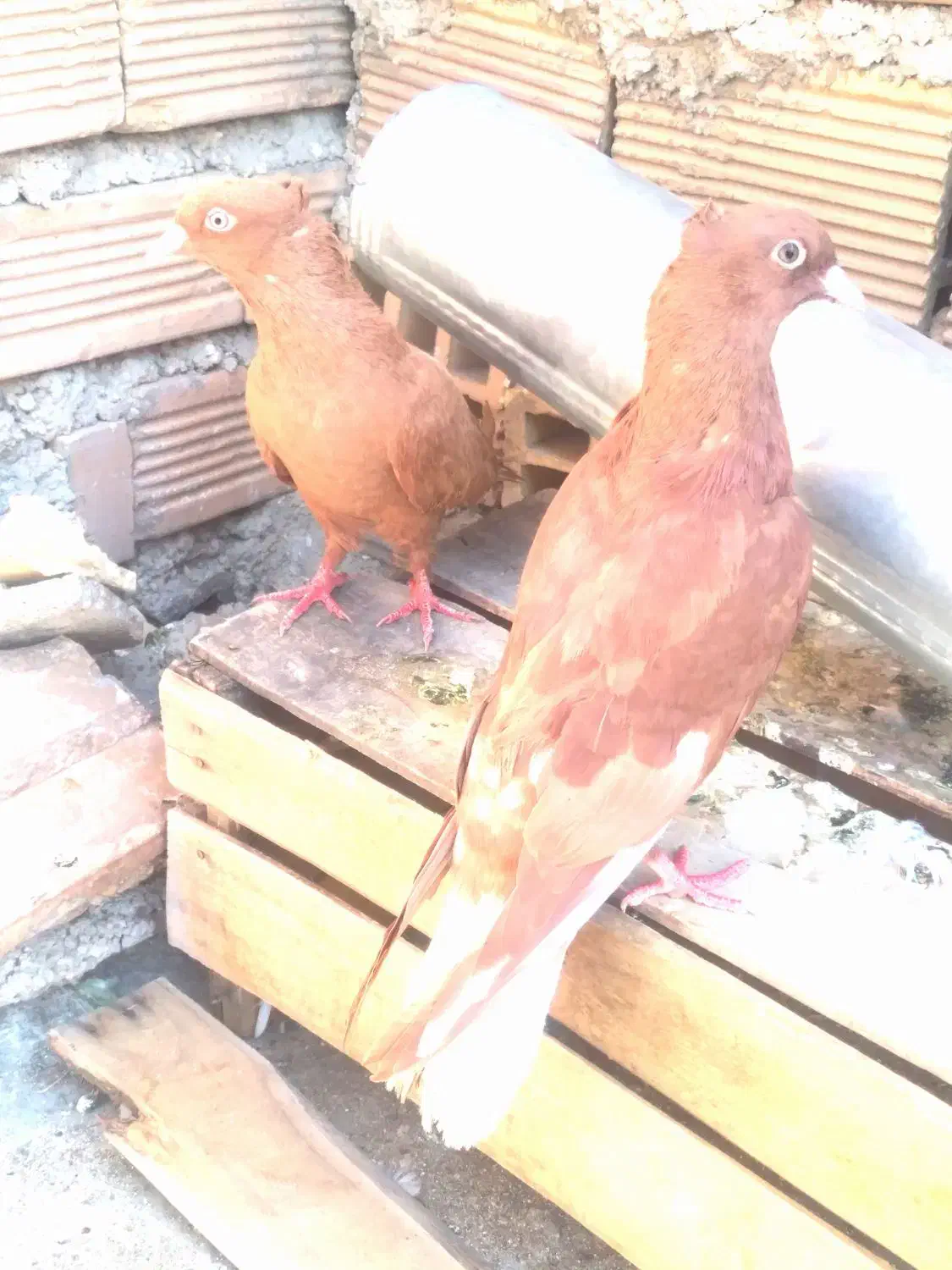 کفشناکاصلی|کیف، کفش، کمربند|ایذه, |دیوار