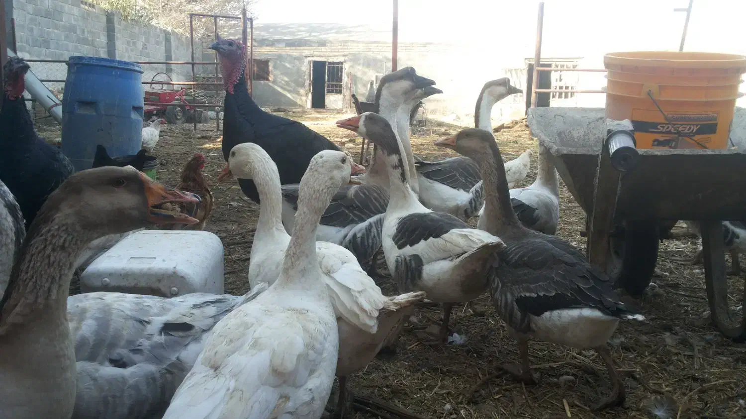 غاز و قوغاز|حیوانات مزرعه|درگز, |دیوار