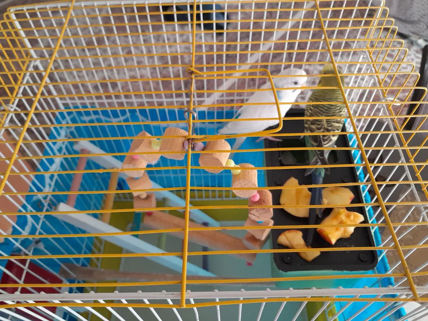 مرغ عشق نروماده وقفسه کامل|پرنده|سنندج, |دیوار