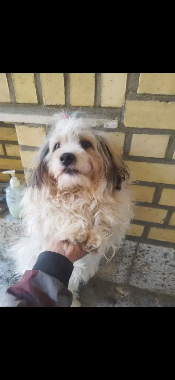 سگ باهاش|سگ|بهبهان, |دیوار