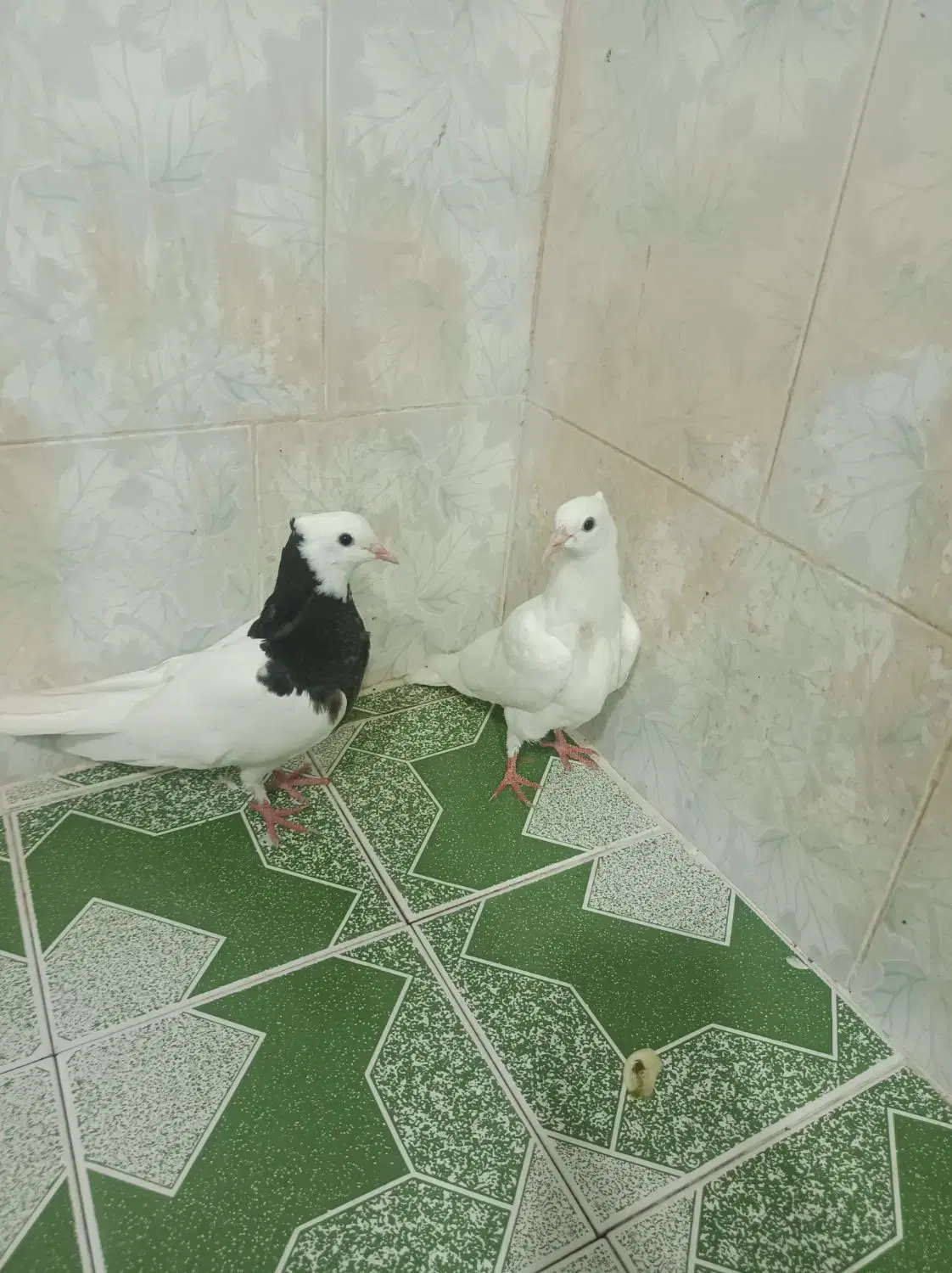 طوقی|پرنده|بهبهان, |دیوار