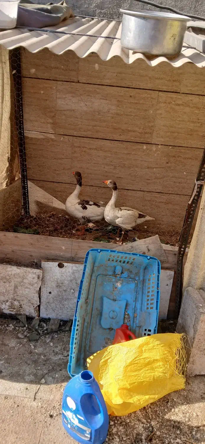 نروماده|حیوانات مزرعه|تهران, آذری|دیوار