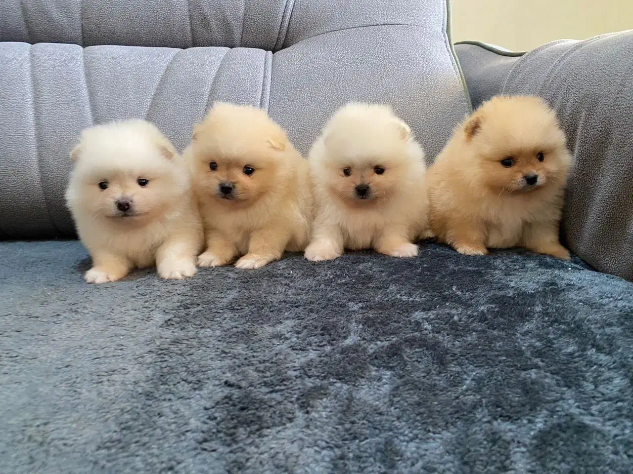 پامرانین سفید سایز صفر|سگ|رشت, لاکانی|دیوار