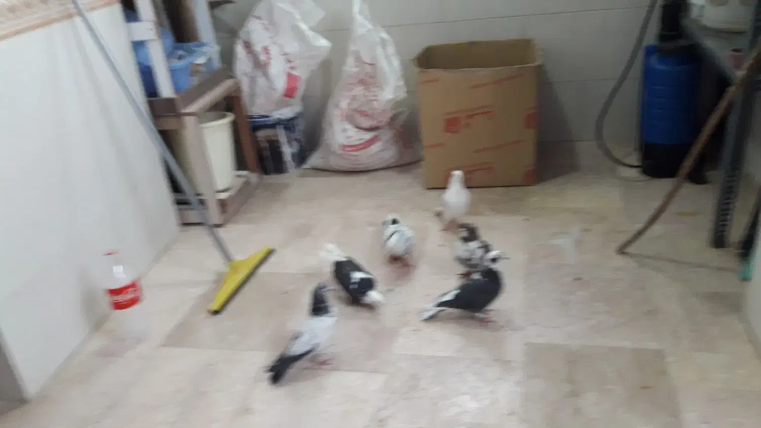 کبوتر غریب|حیوانات|زنجان, |دیوار