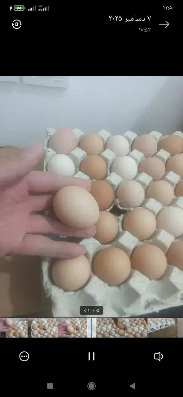تخم مرغ محلی ارگانیک|خوردنی و آشامیدنی|قم, پردیسان|دیوار