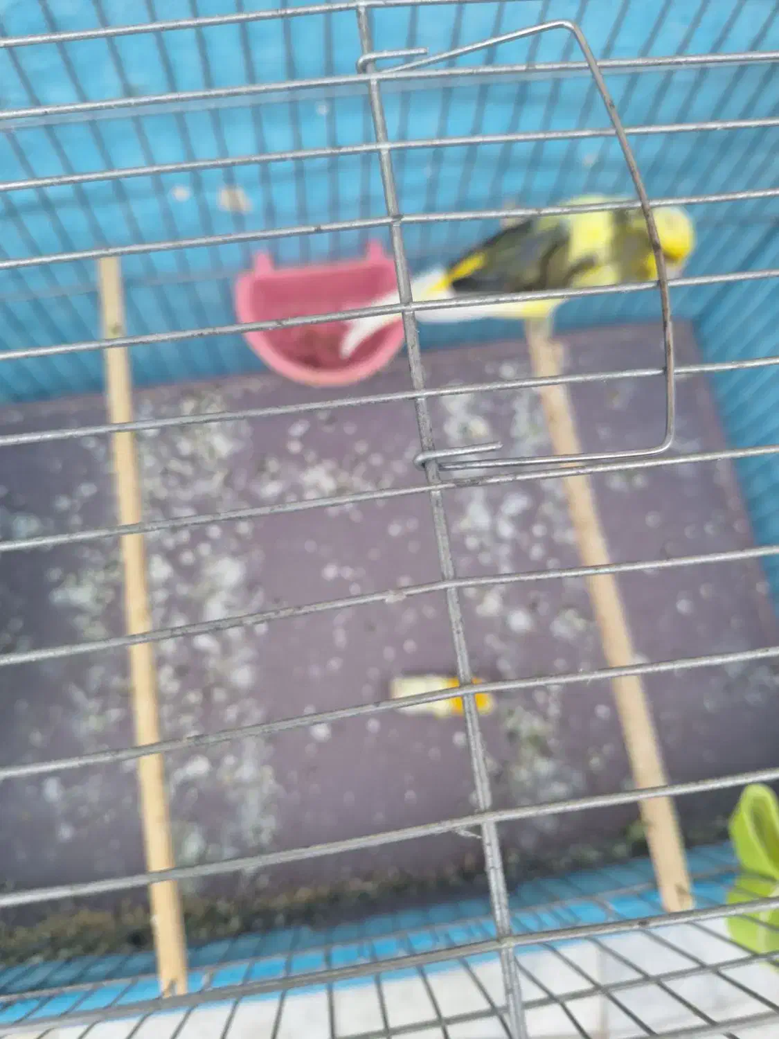 قناری نر سوپر|پرنده|حمیدیا, |دیوار