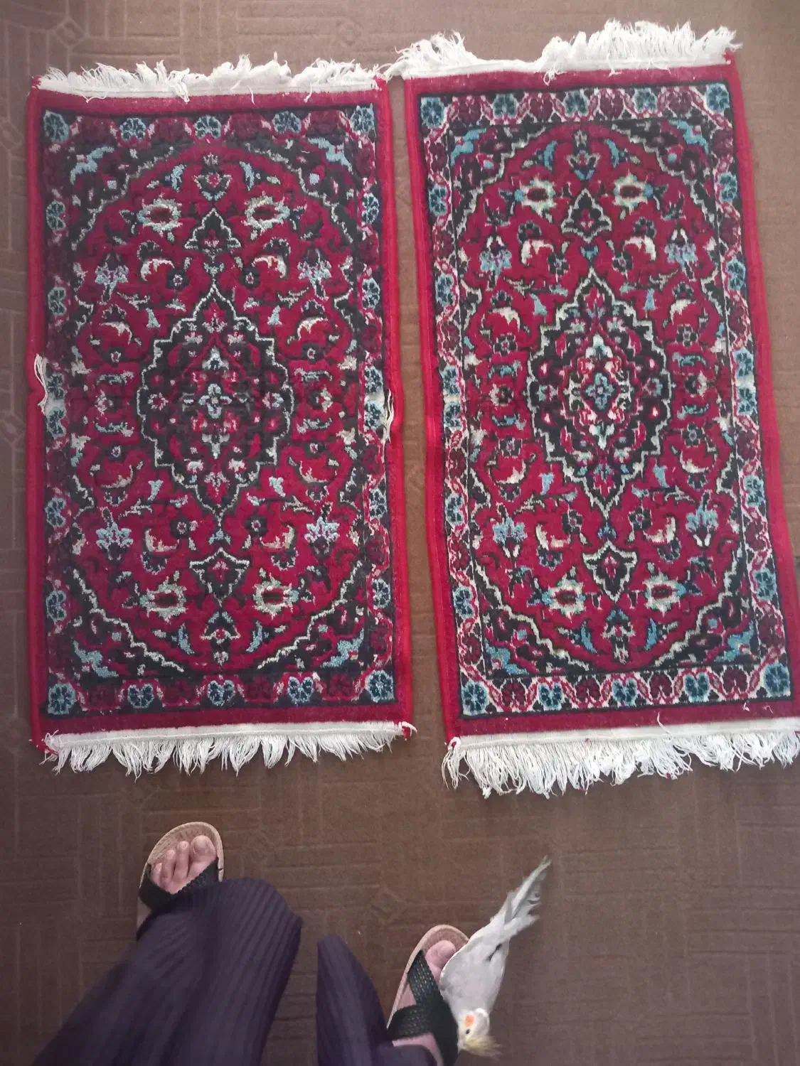 پادری|گلیم، جاجیم، گبه|شیراز, شهرک گلستان|دیوار