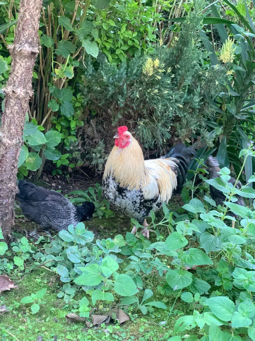 فروش خروس سرزنده|حیوانات مزرعه|کلارآباد, |دیوار