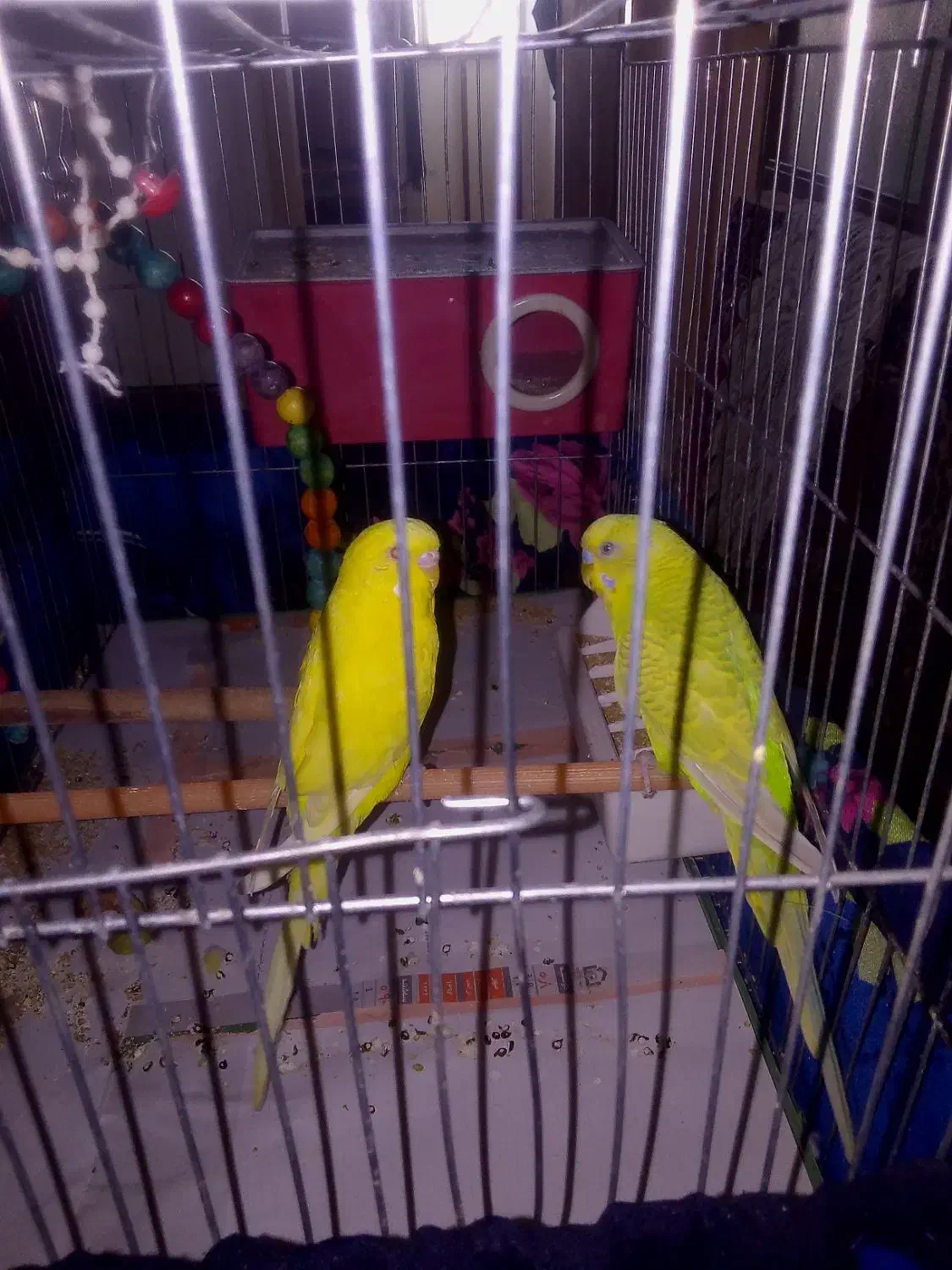 مرغ عشق نر و ماده|پرنده|سراب, |دیوار