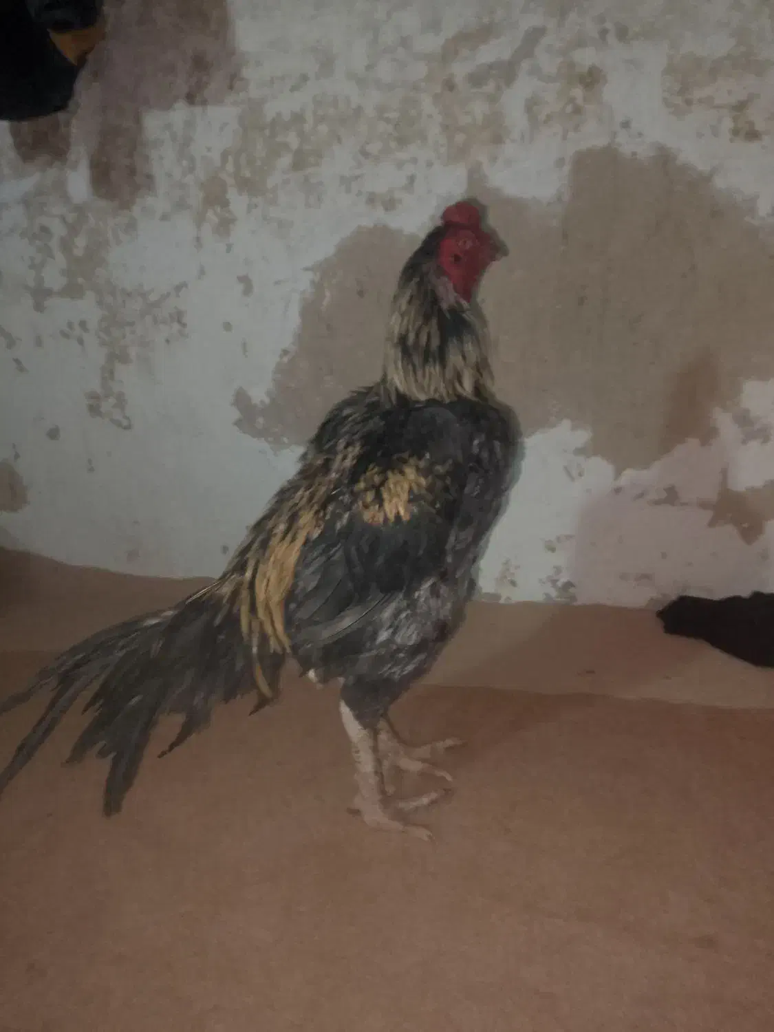 فروشی فوری نصل بالا اصیل|حیوانات مزرعه|سراوان, |دیوار