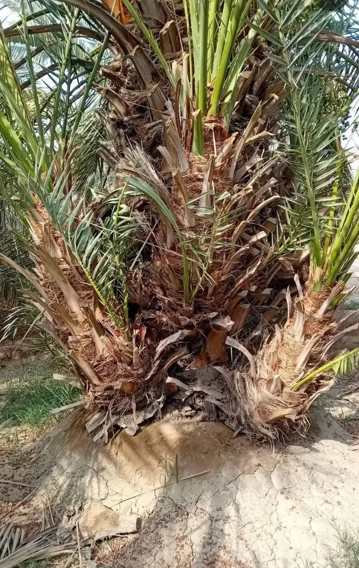 سرگرمی|گل و گیاه طبیعی|شنبه و طسوج, |دیوار