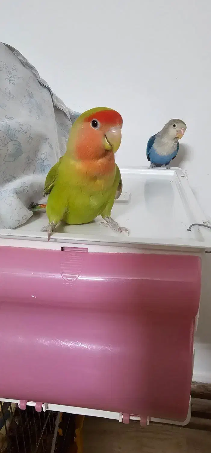 طوطی برزیلی|پرنده|شیراز, جوادیه|دیوار