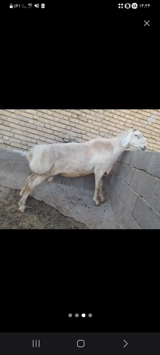 قوچ میش بز بره گاو گوساله|حیوانات مزرعه|بیستون, |دیوار