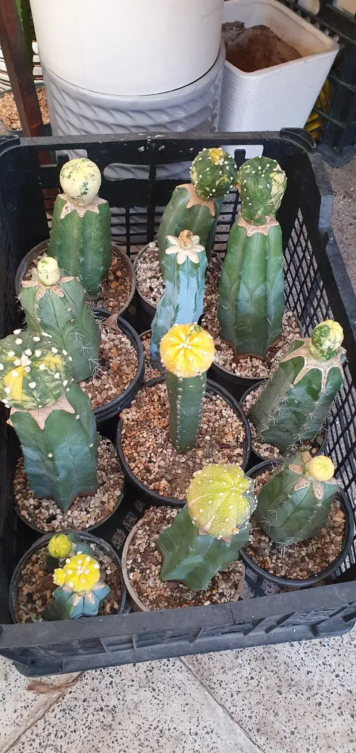 گیاه کاکتوس آستریاس افوربیا|گل و گیاه طبیعی|تهران, ائمه اطهار|دیوار