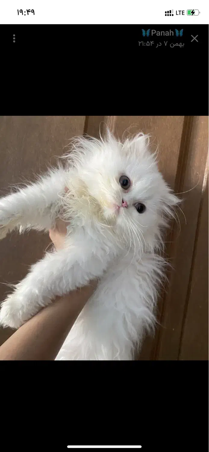 گربه|گربه|بجنورد, |دیوار