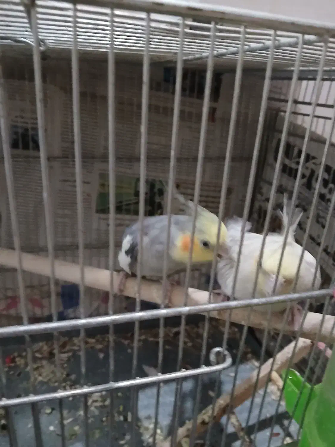 عروس هلندی نروماده|پرنده|اصفهان, منتظرالمهدی|دیوار