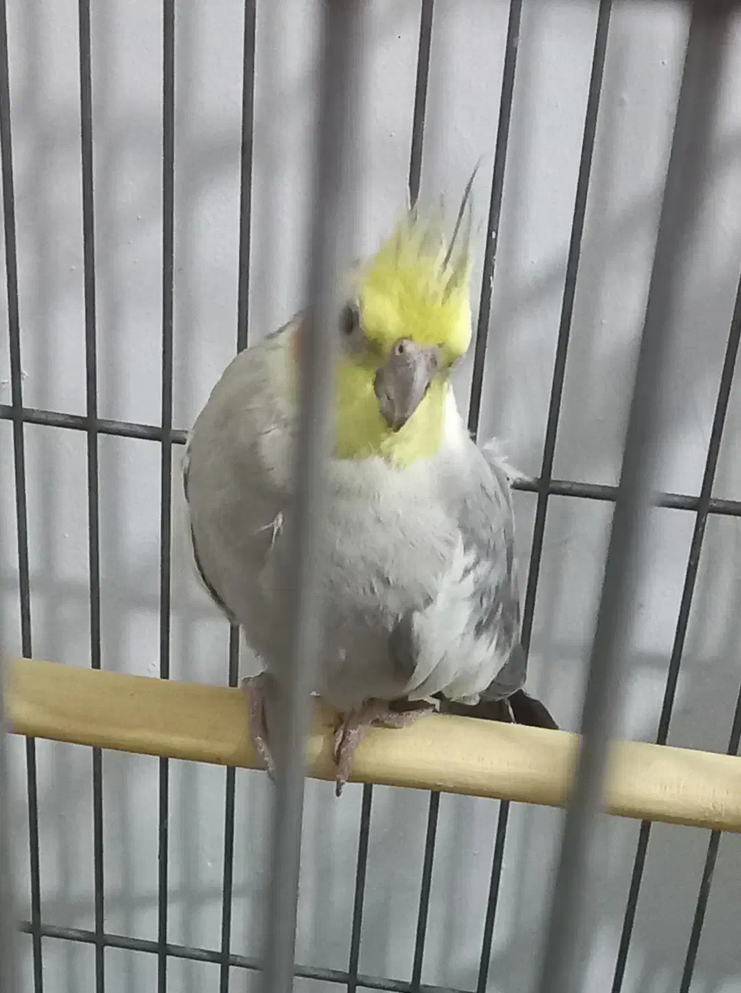 عروس هلندی نروماده دونه ای ۶۵۰|پرنده|قدس, شهر‌قدس|دیوار