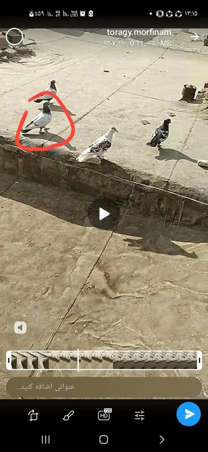 ی جفت کفتر المانی کله|پرنده|نیشابور, ابراهیم ادهم|دیوار