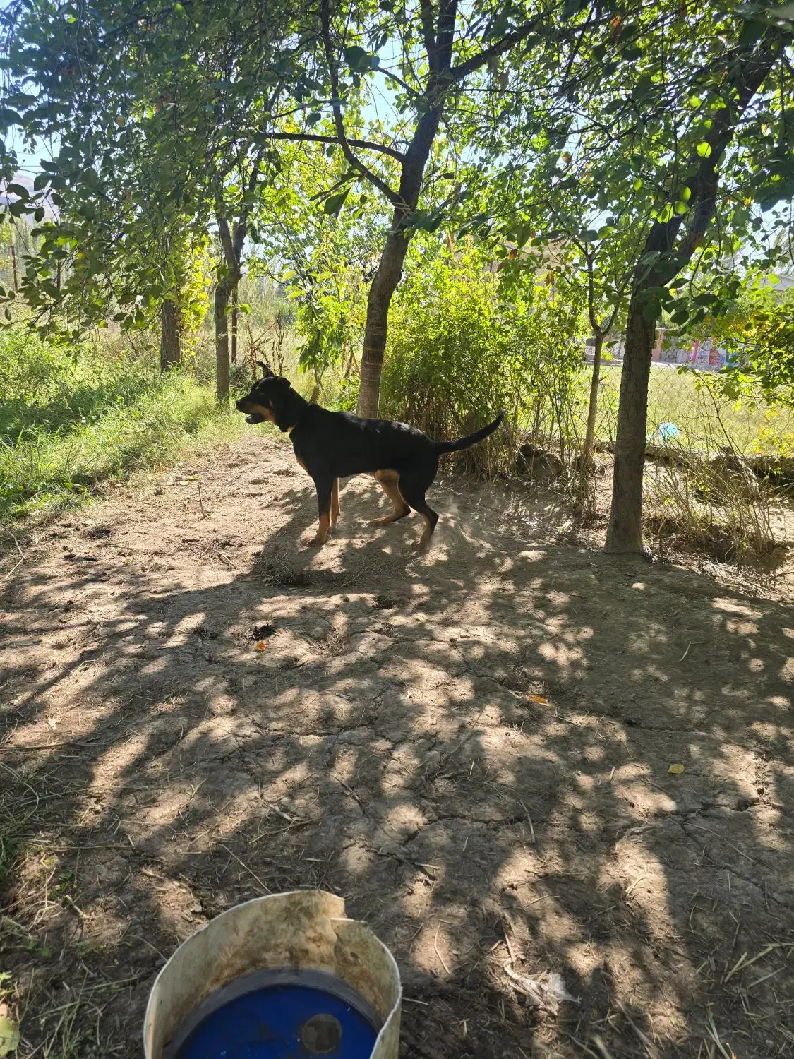 یک عدد رت وایلر اصل برای نگهبان باغ کارخانه جات|سگ|ماکو, |دیوار