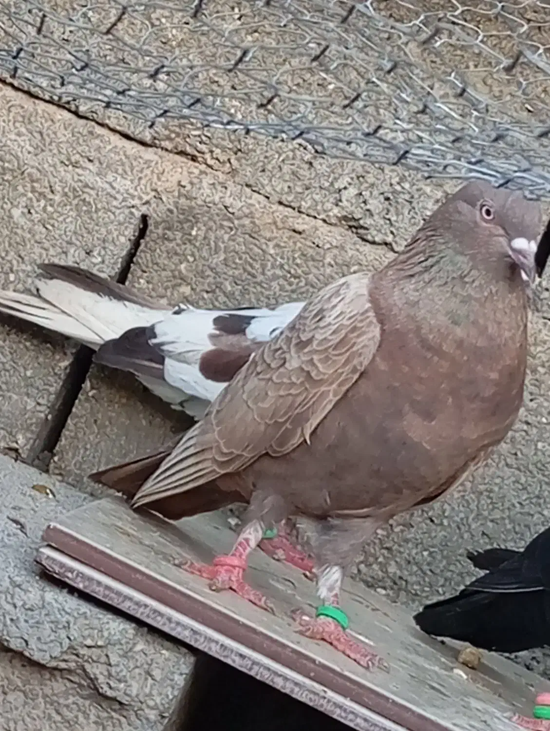 کفتر|پرنده|خمیر, |دیوار