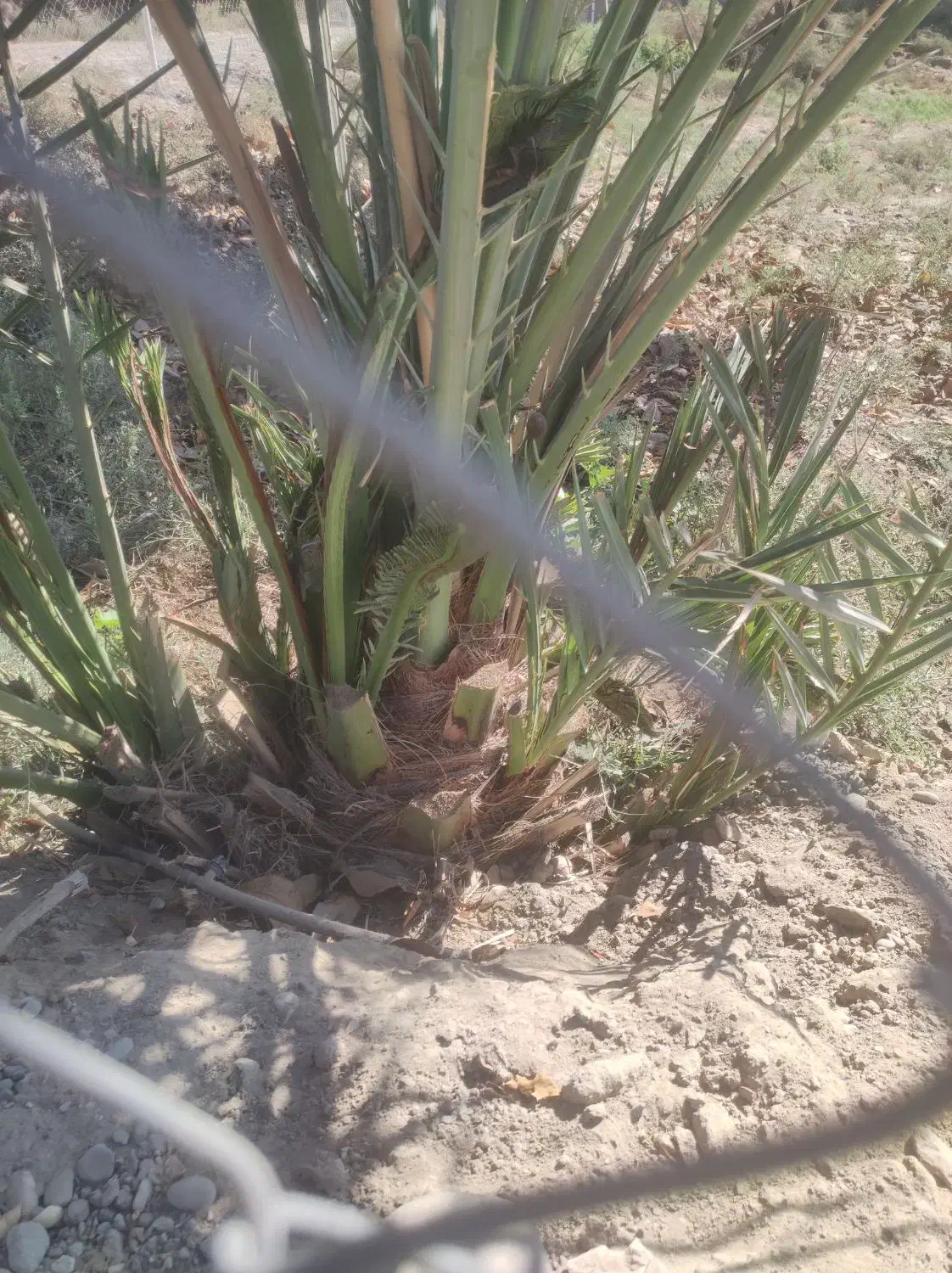 فروش و کاشت  درختان گرمسیری، گل ،گیاه ،سم وکود|خدمات باغبانی و درختکاری|بندرلنگه, |دیوار