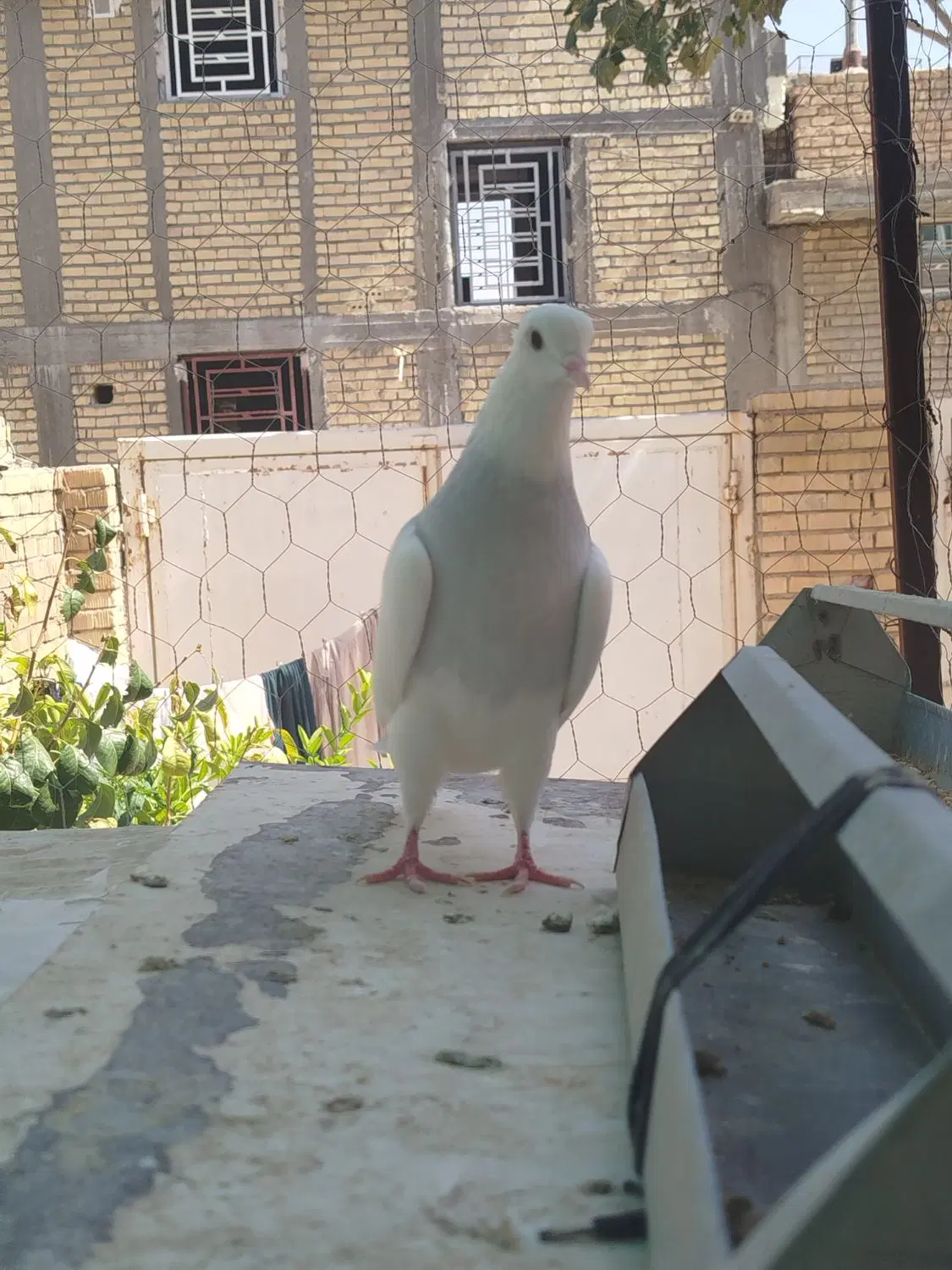 کفتر|پرنده|شیراز, داریون|دیوار