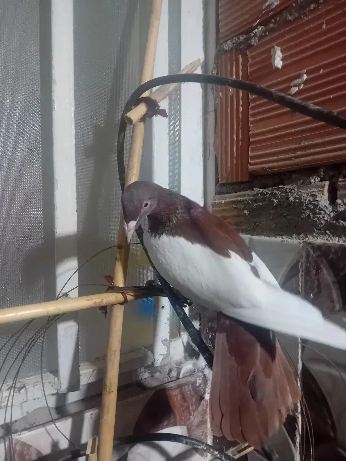 کبوتر|پرنده|علیآباد کتول, |دیوار