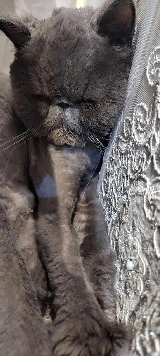 گربه بریتیش فولد|گربه|تهران, باشگاه نفت|دیوار