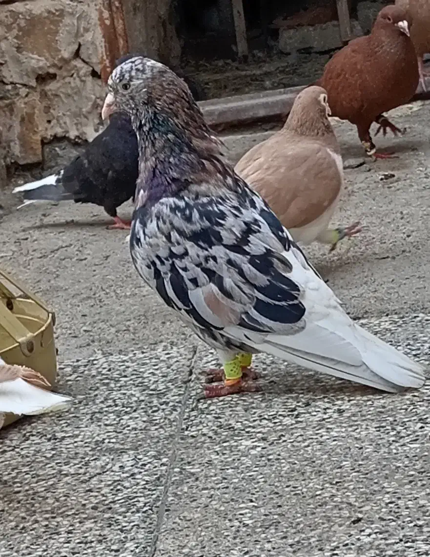 کبوتر هفت رنگ دمسفید|پرنده|تربتحیدریه, آبشار|دیوار