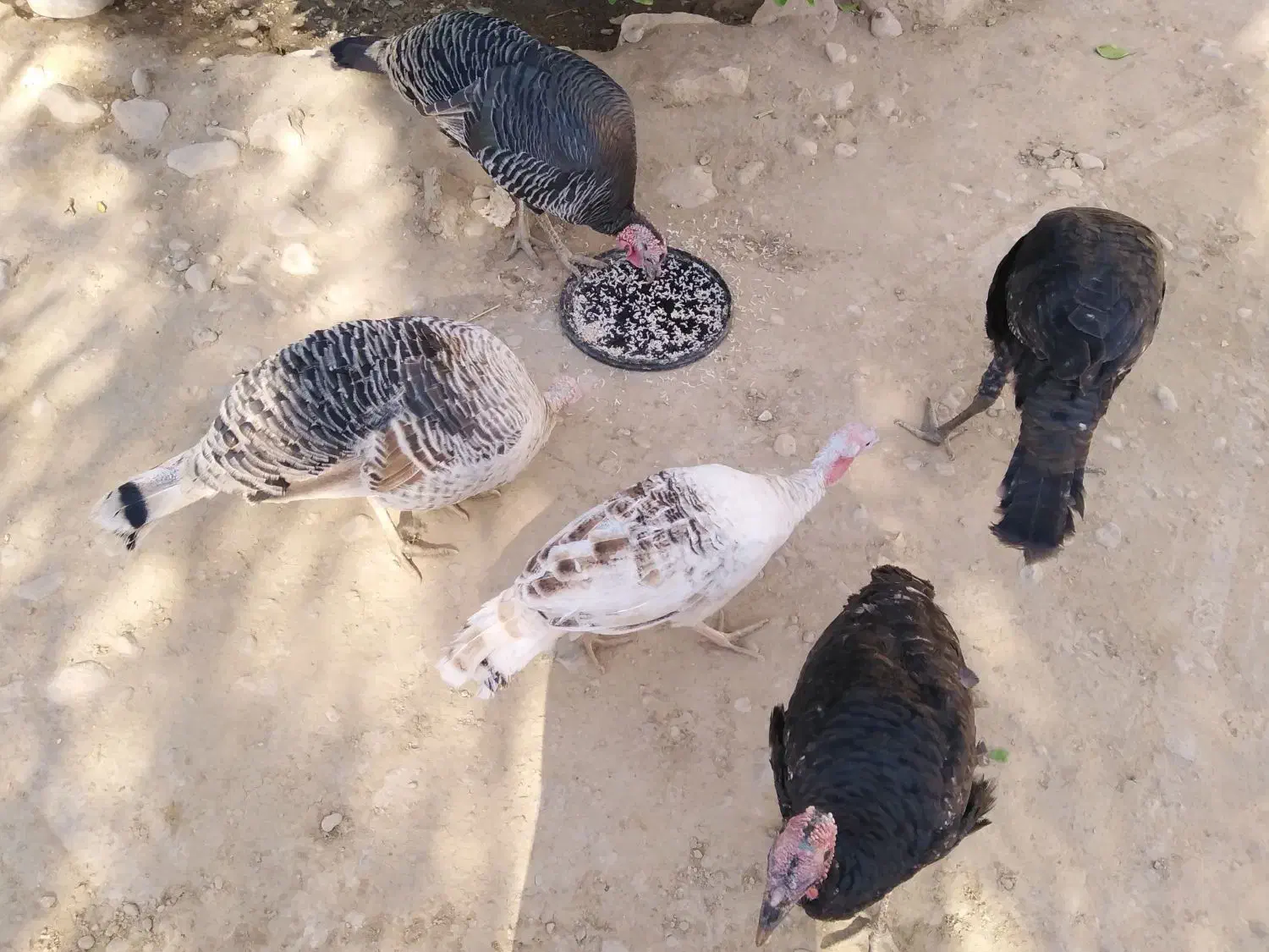 بوقلمون|حیوانات مزرعه|جره و بالاده, |دیوار