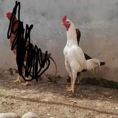 خروس لاری|حیوانات مزرعه|کیاشهر, |دیوار