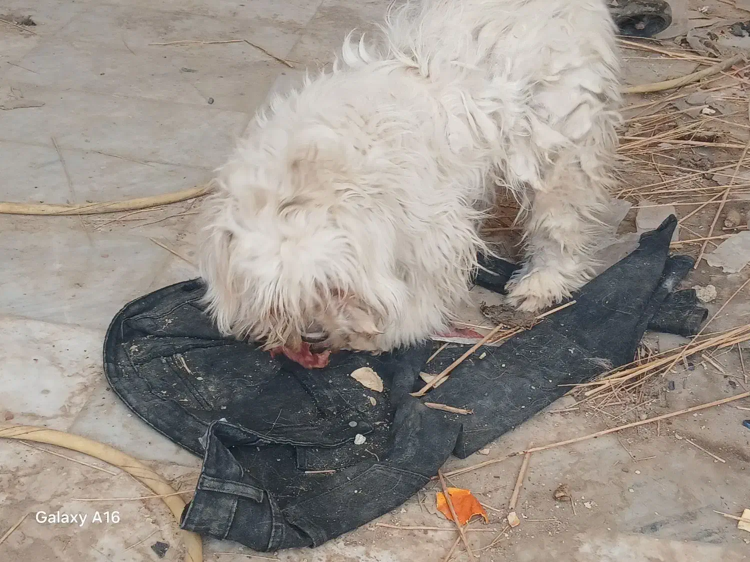 سگ پا پشمیز|سگ|دهگلان, |دیوار