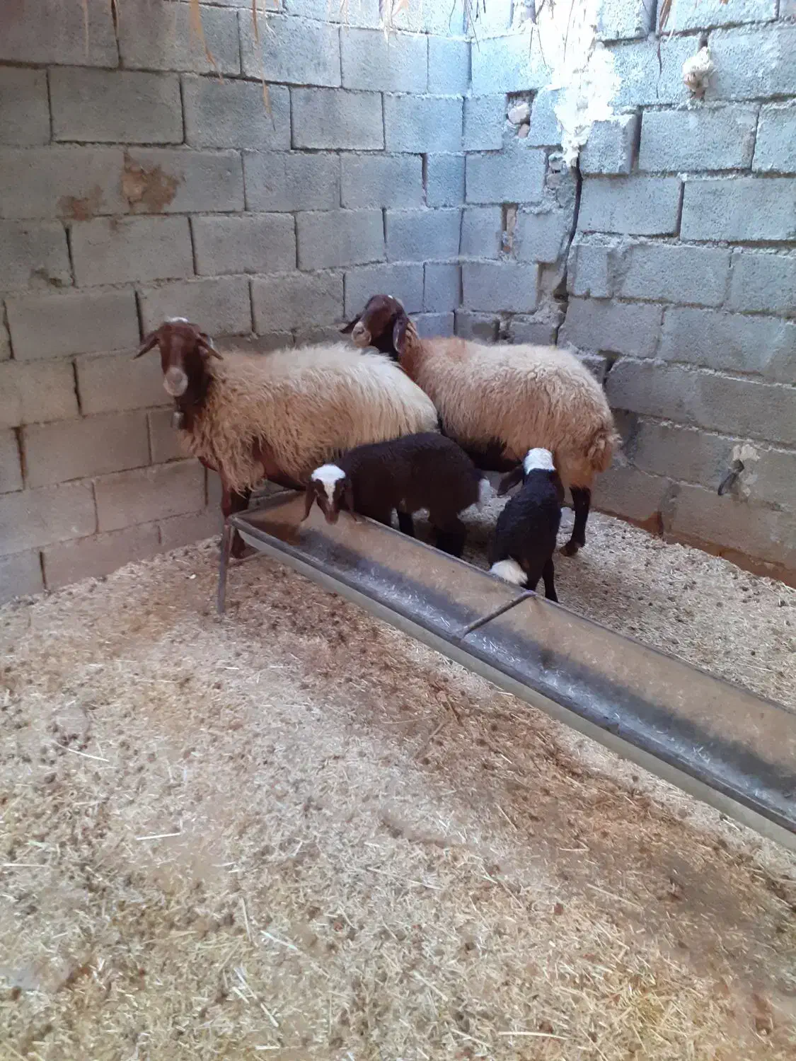 فروش دو عدد گوسفند با بره|حیوانات مزرعه|دره شهر, |دیوار