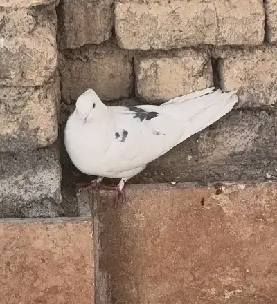 نر خال شستی قدیم|پرنده|گلپایگان, |دیوار