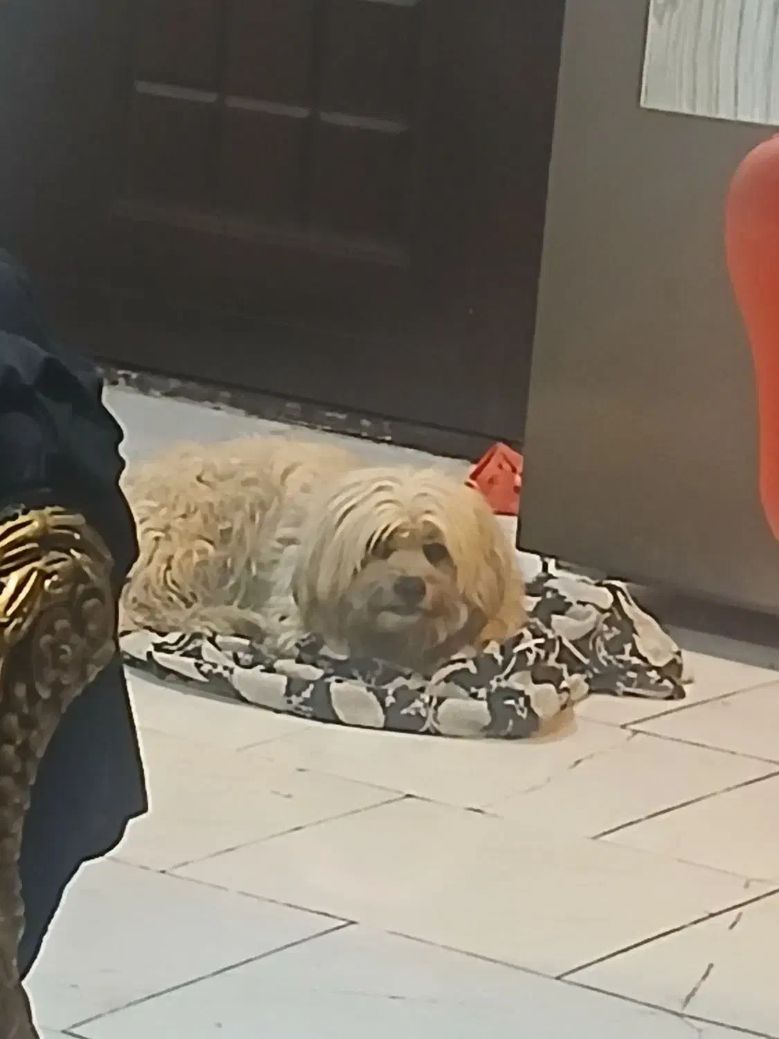 پیدا شده  .. سگ نر  در پردیس فاز ۱۱|حیوانات|پردیس, فاز ۱۱|دیوار