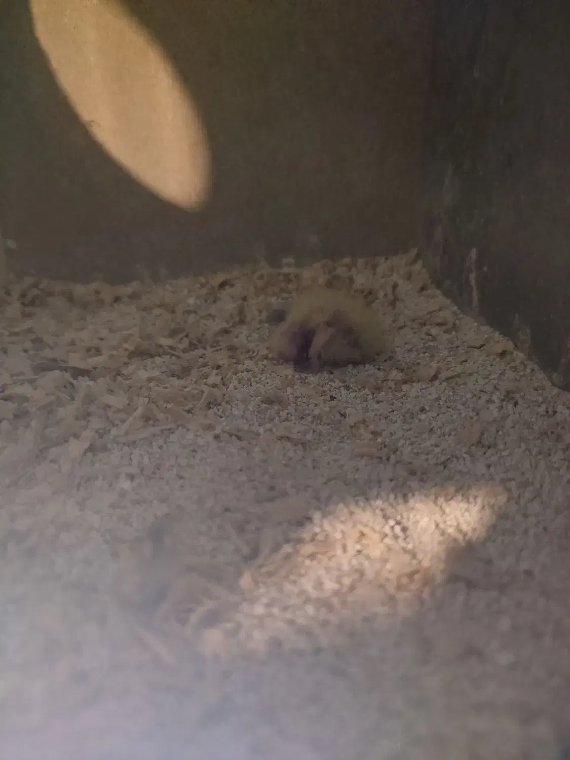 عروس هلندی ،مرغ عشق جفت|پرنده|ساوه, |دیوار