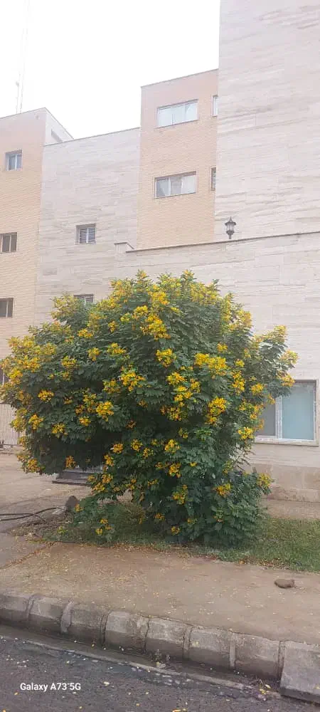 گل و درخت فروشی مطاف|خدمات باغبانی و درختکاری|بندر دیر, |دیوار