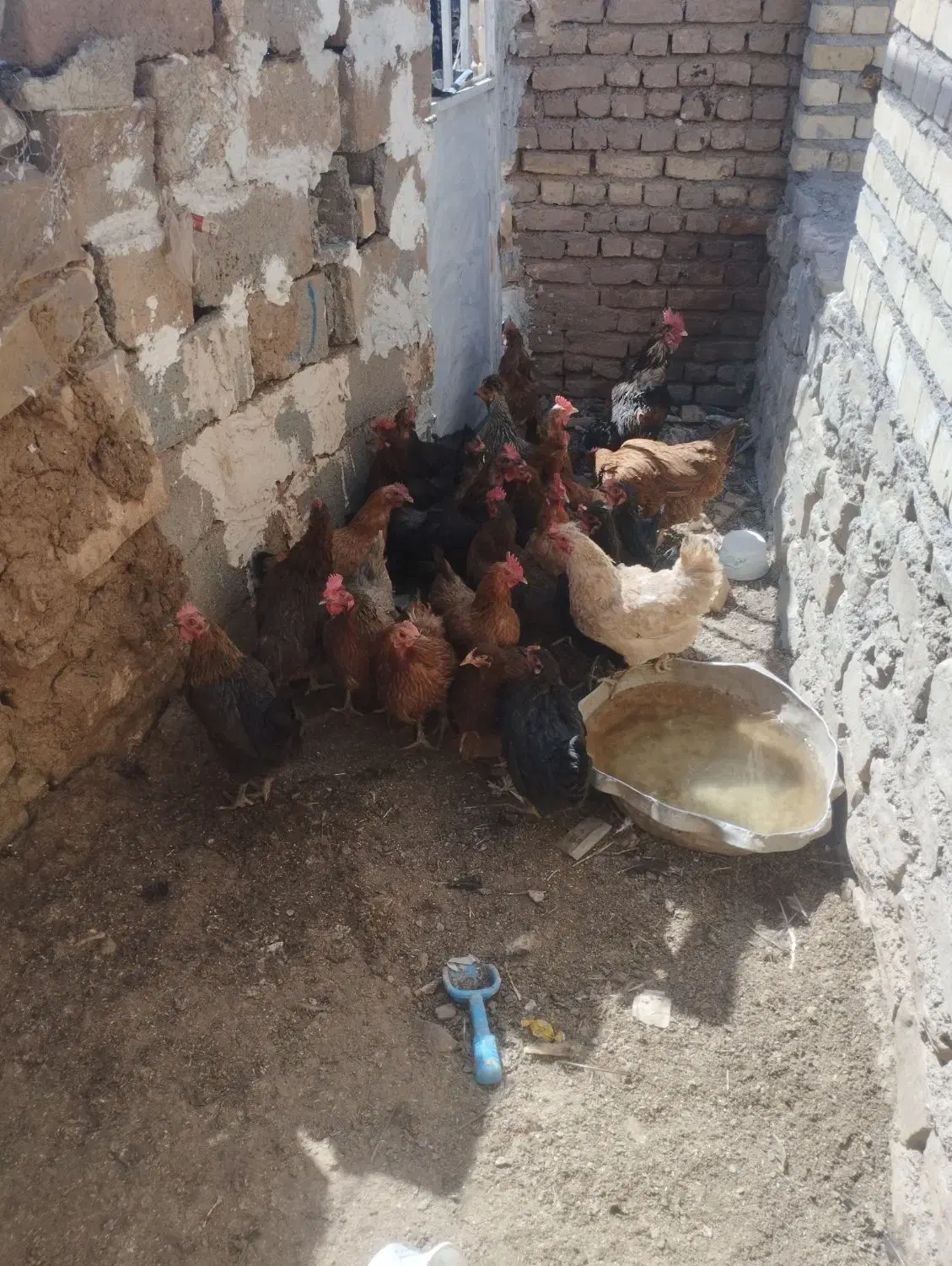 مرغ فروشی به شرط سالمی|حیوانات مزرعه|فریمان, |دیوار