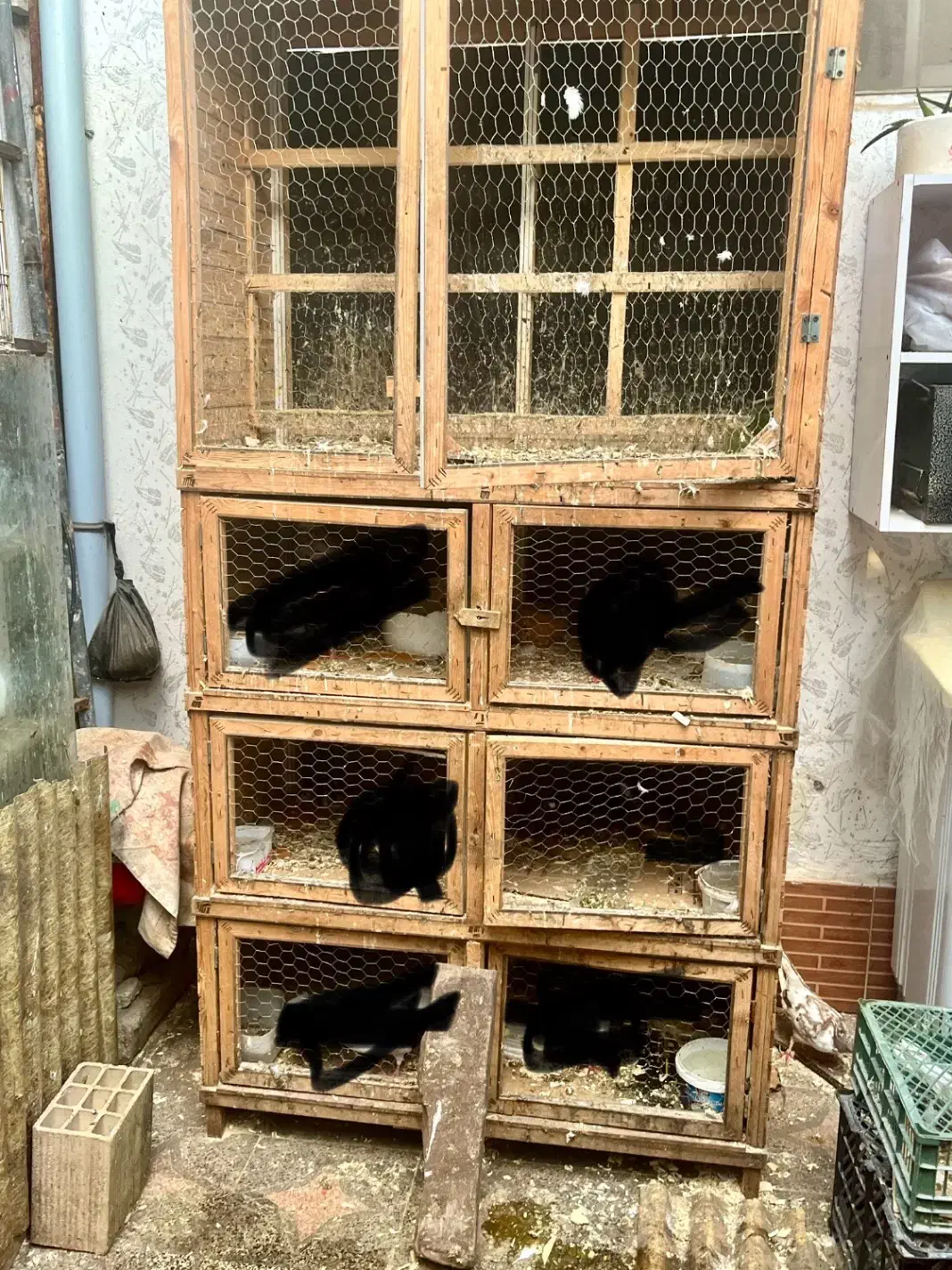 لانه کار کرده|لوازم جانبی حیوانات|رشت, دیانتی|دیوار