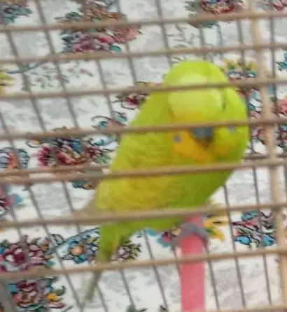 مرغ عشق گمشده در دهگلان|پرنده|دهگلان, |دیوار