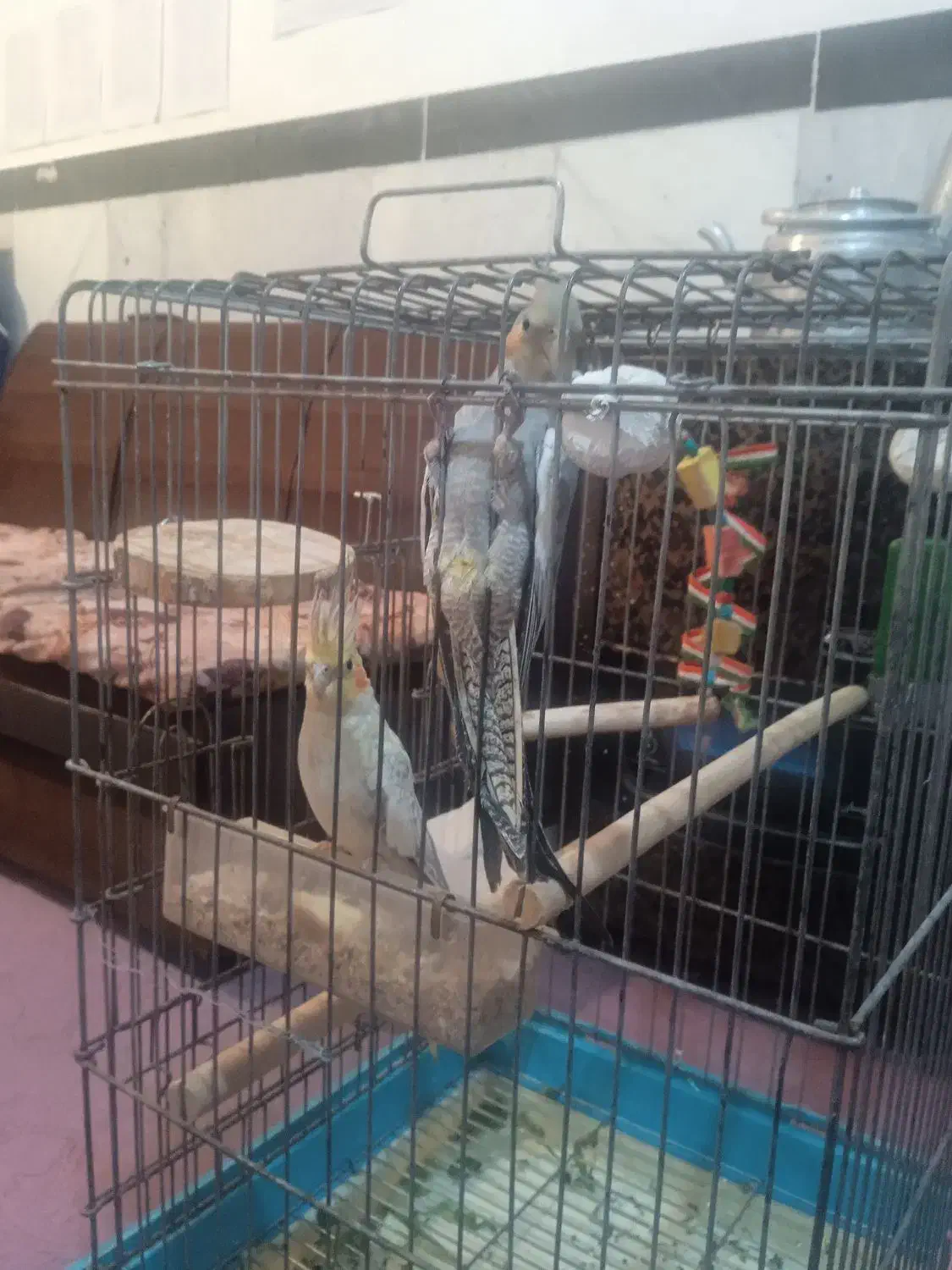 عروس هلندی لوتینو|پرنده|رزن, |دیوار